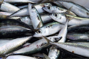 Колючка Колючка